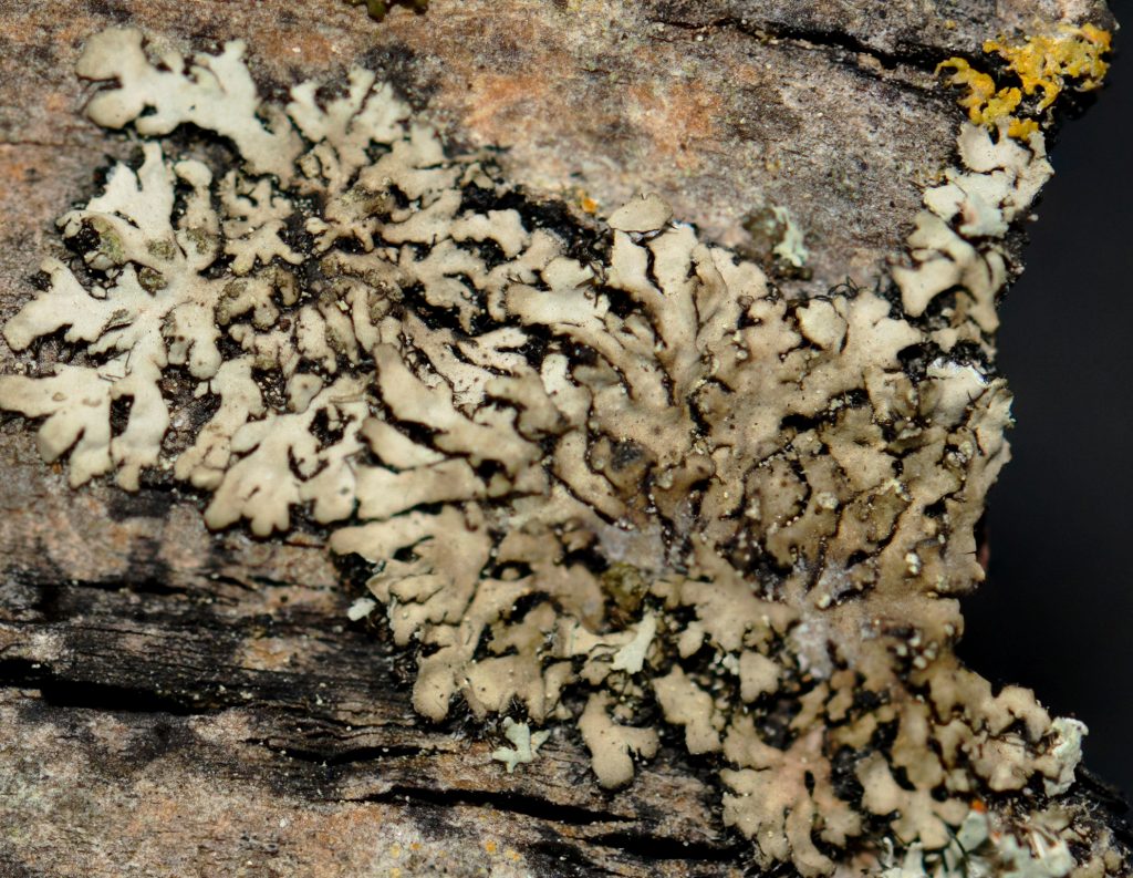 Phaeophyscia orbicularis