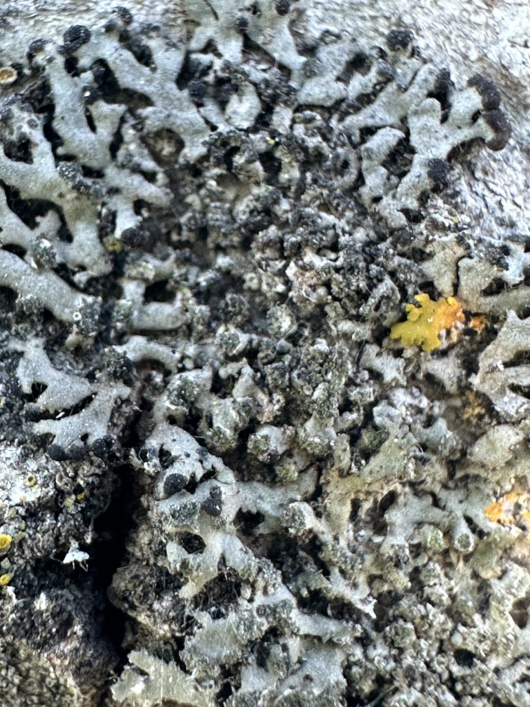 Phaeophyscia orbicularis