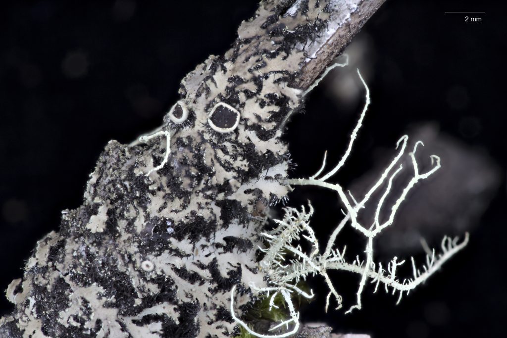 Phaeophyscia kairamoi