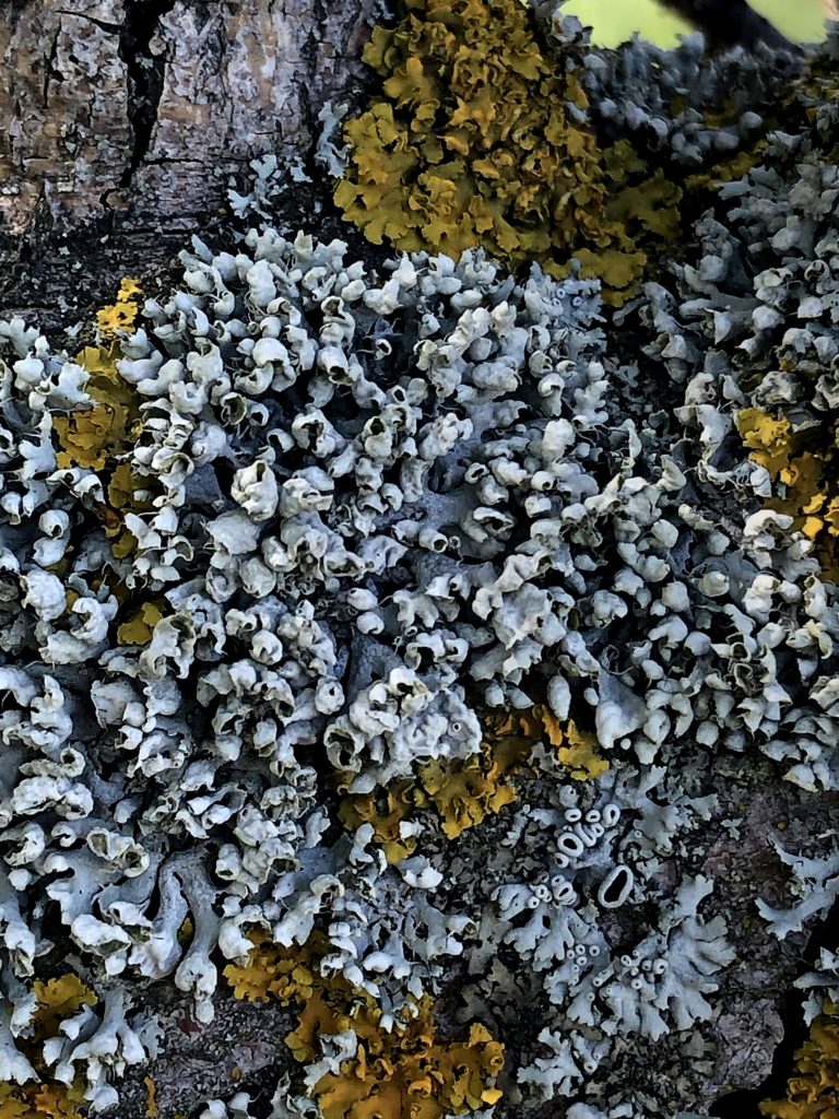 Physcia adscendens