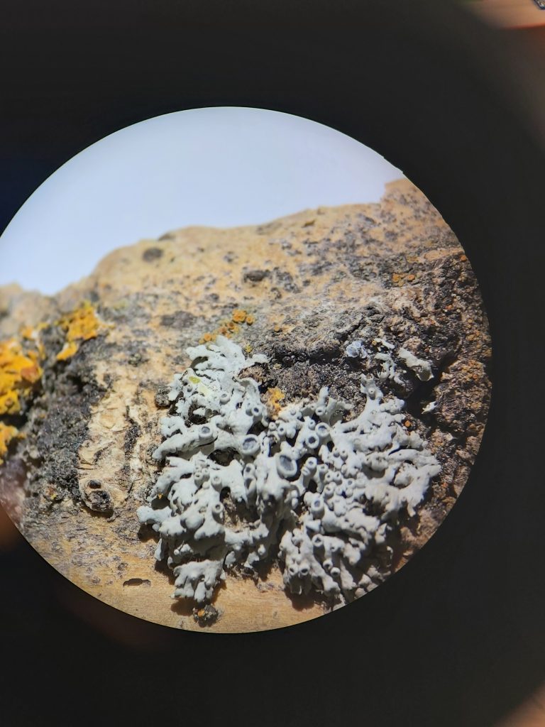 Physcia stellaris K test