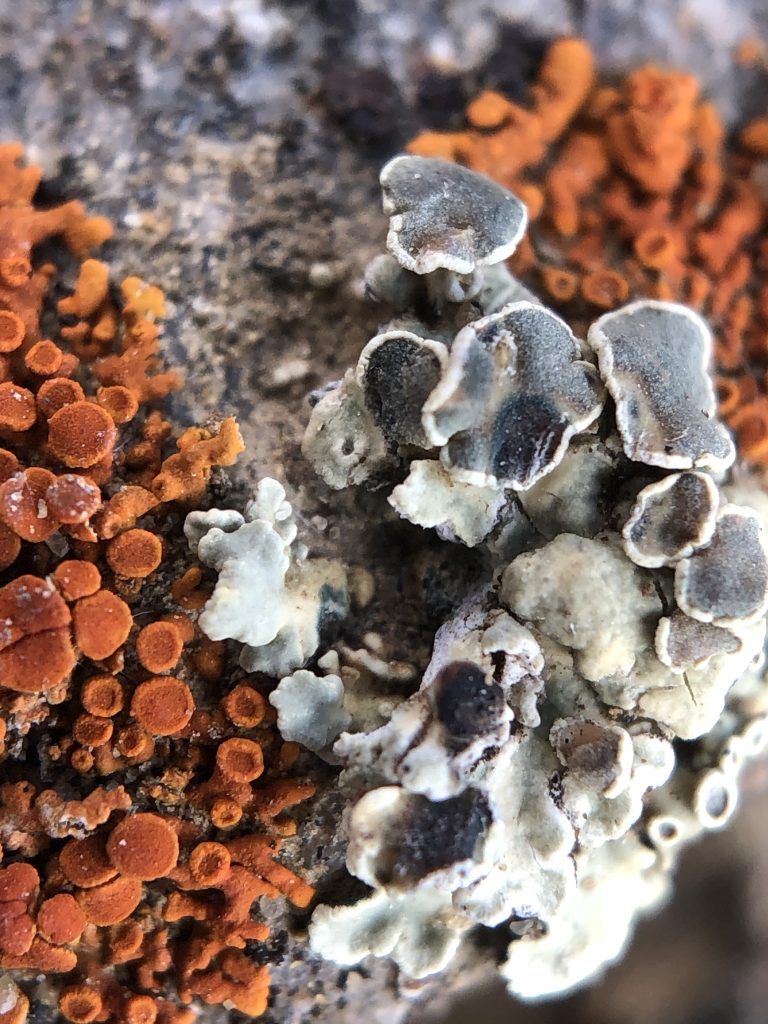 Rhizoplaca melanophthalma