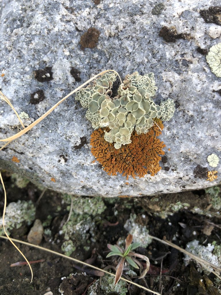 Rhizoplaca melanophthalma