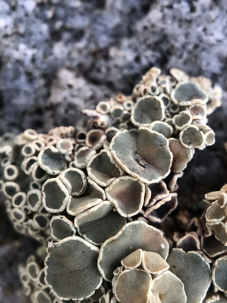 Rhizoplaca melanophthalma