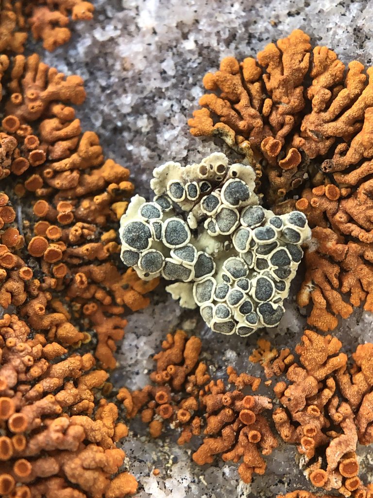 Rhizoplaca melanophthalma