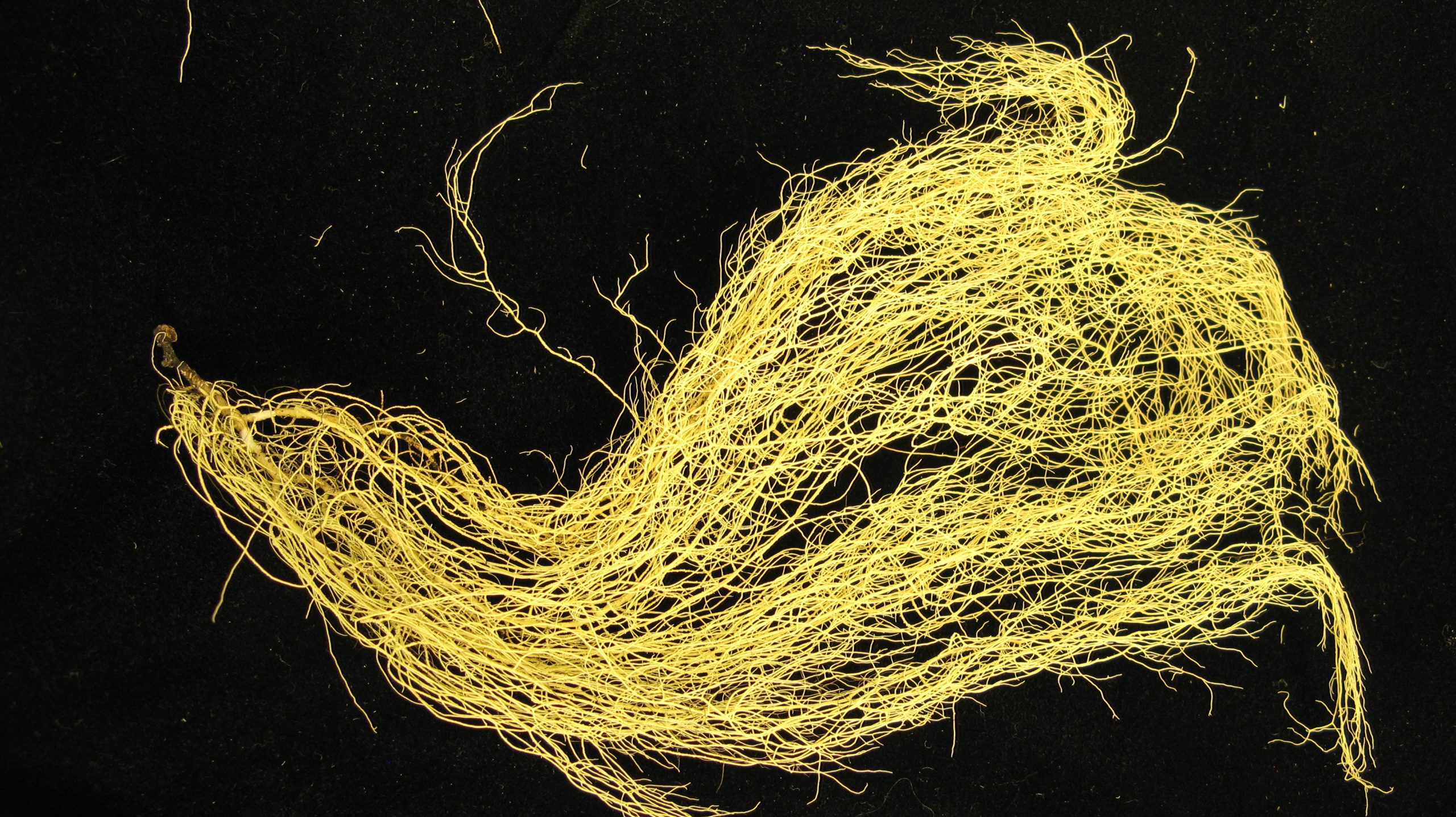 Usnea scabrata