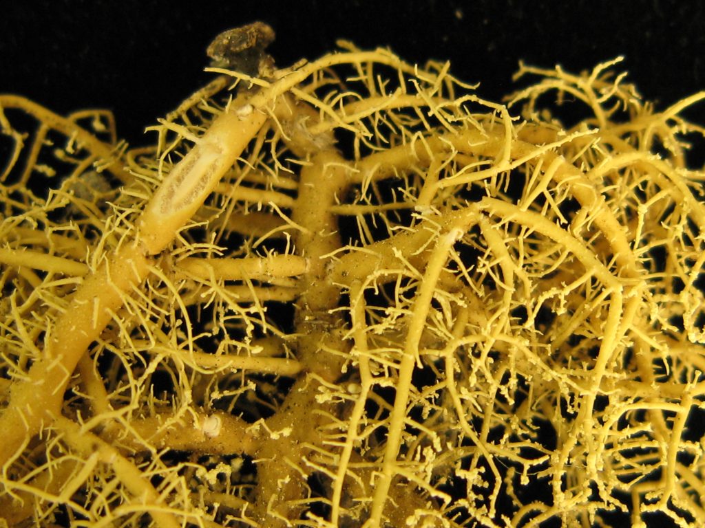 Usnea glabrata