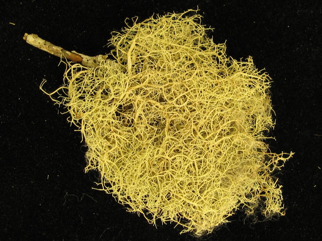 Usnea glabrata