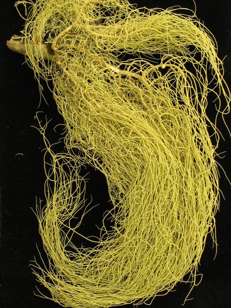 Usnea glabrescens