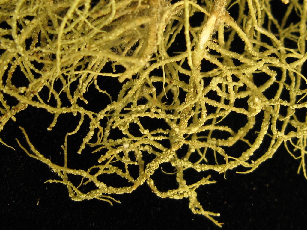Usnea glabrescens