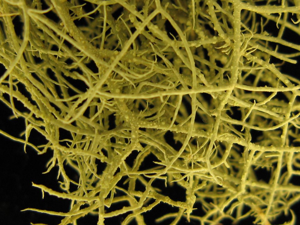 Usnea glabrescens
