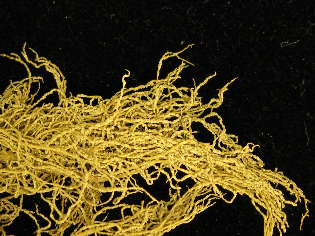 Usnea lapponica