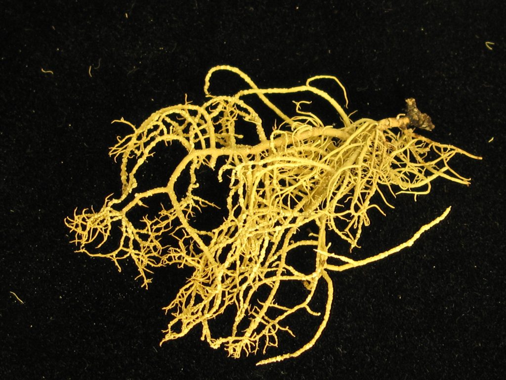 Usnea lapponica