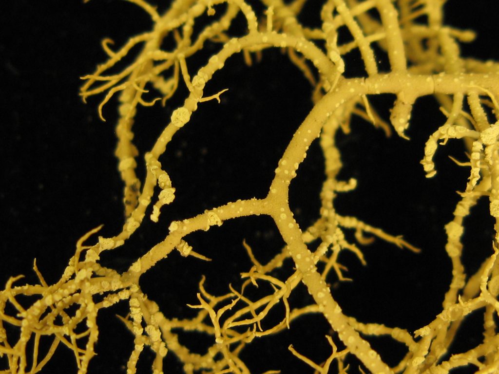 Usnea lapponica