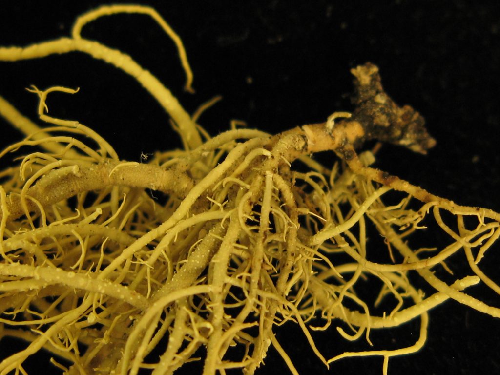Usnea lapponica