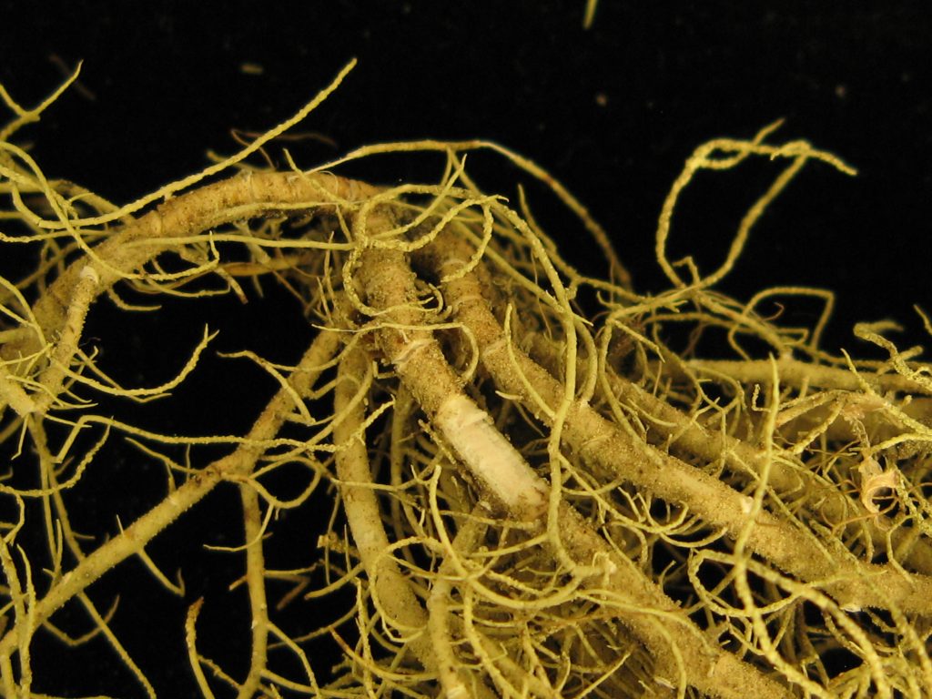 Usnea substerilis