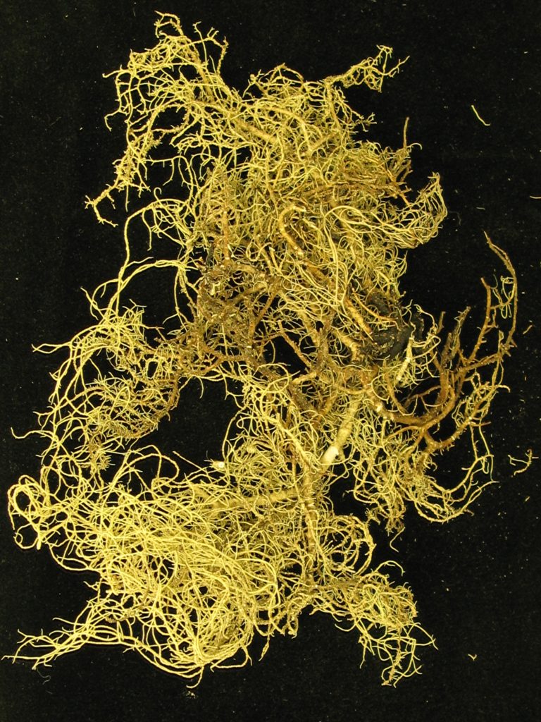Usnea substerilis