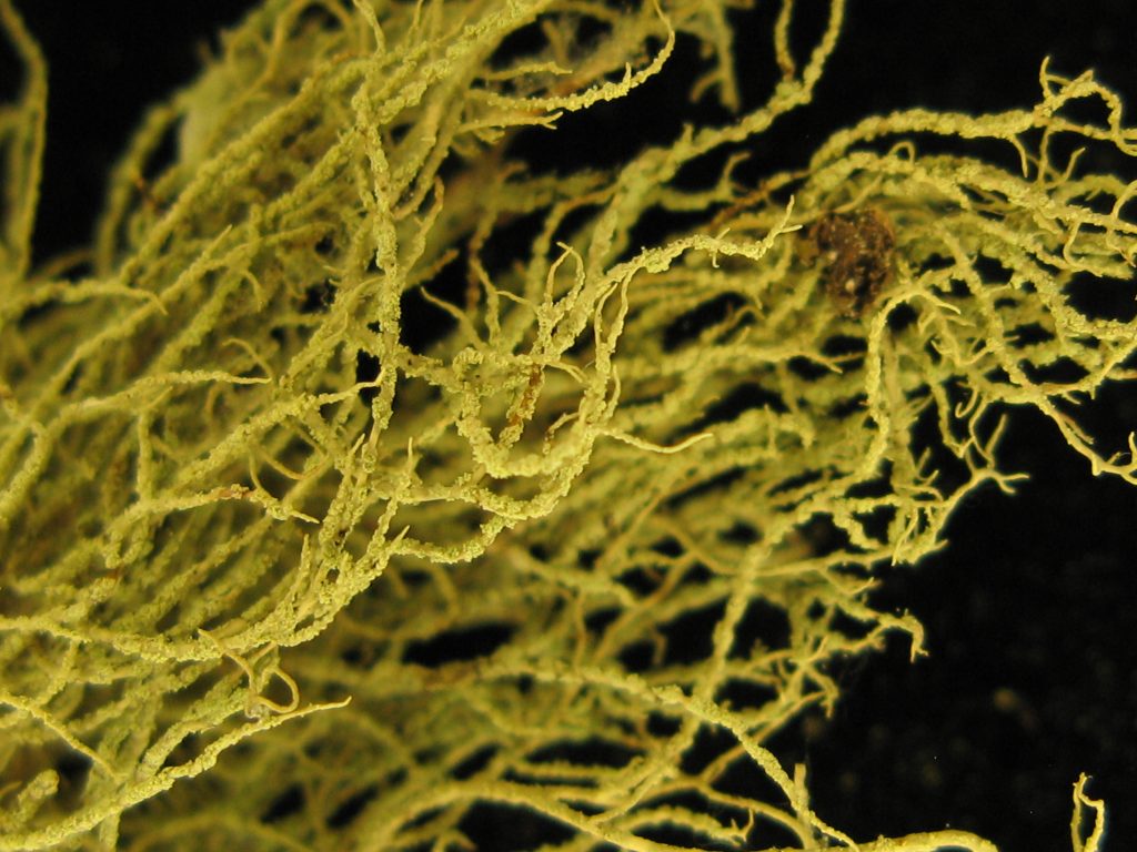 Usnea substerilis