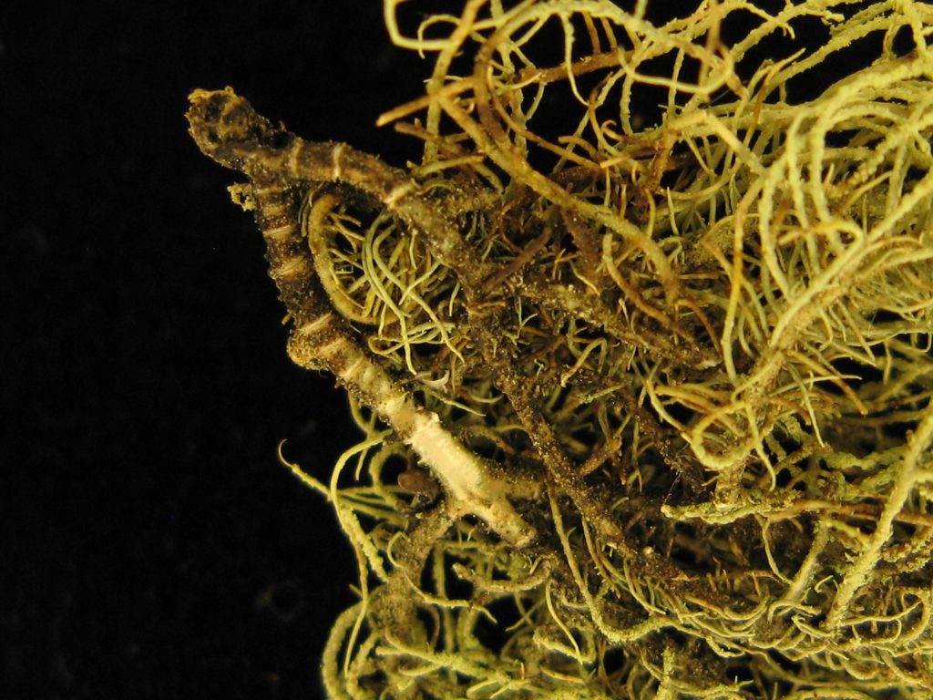 Usnea substerilis