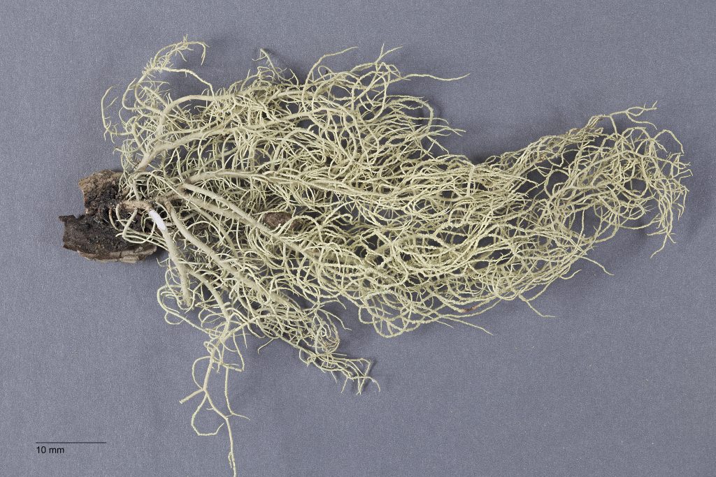 Usnea glabrescens