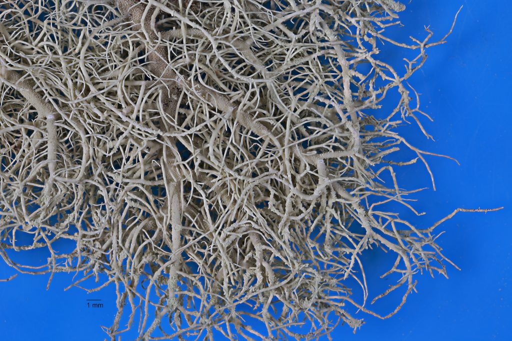 Usnea glabrescens