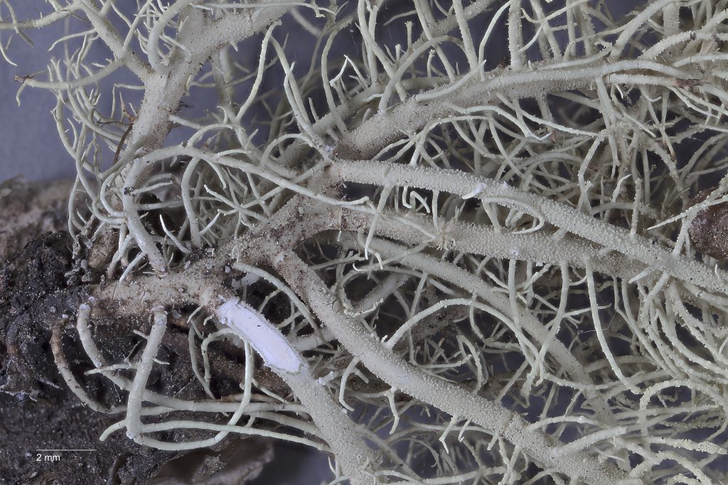 Usnea glabrescens