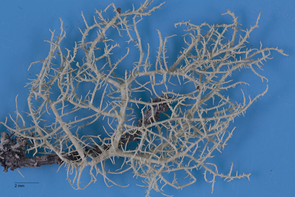 Usnea glabrata