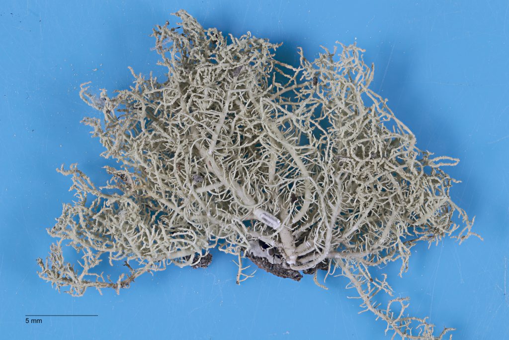 Usnea glabrata