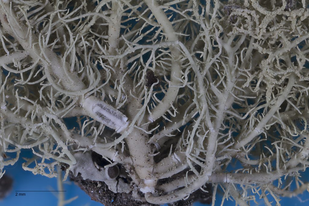 Usnea glabrata