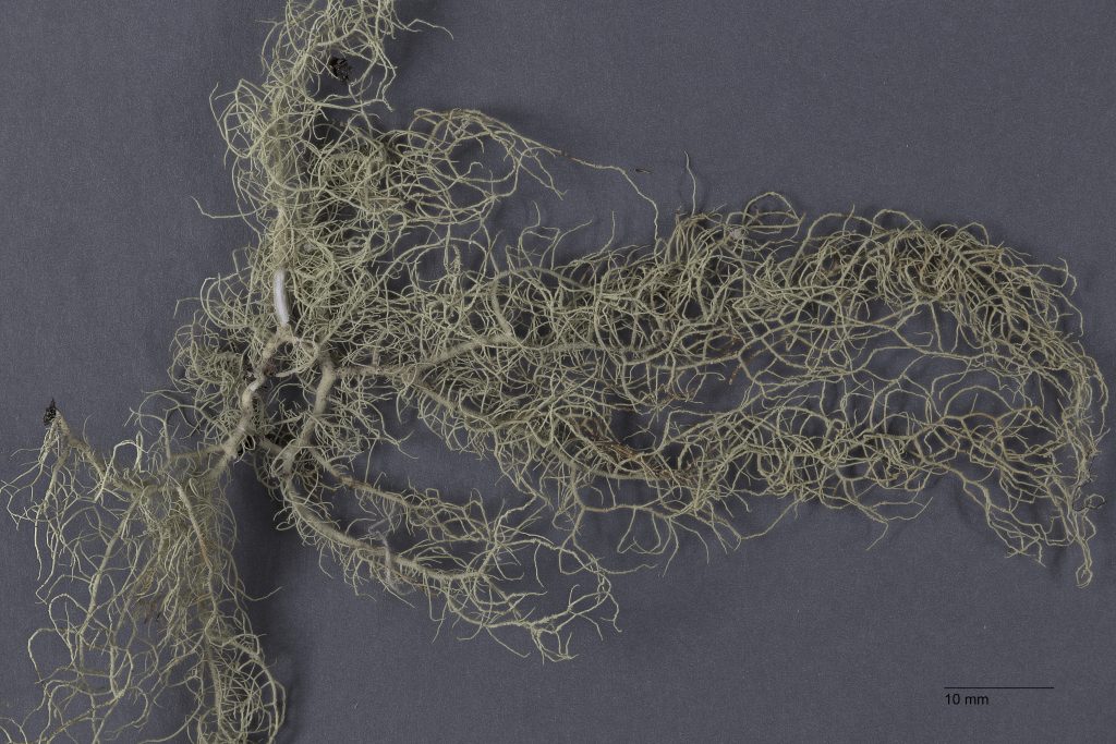 Usnea lapponica