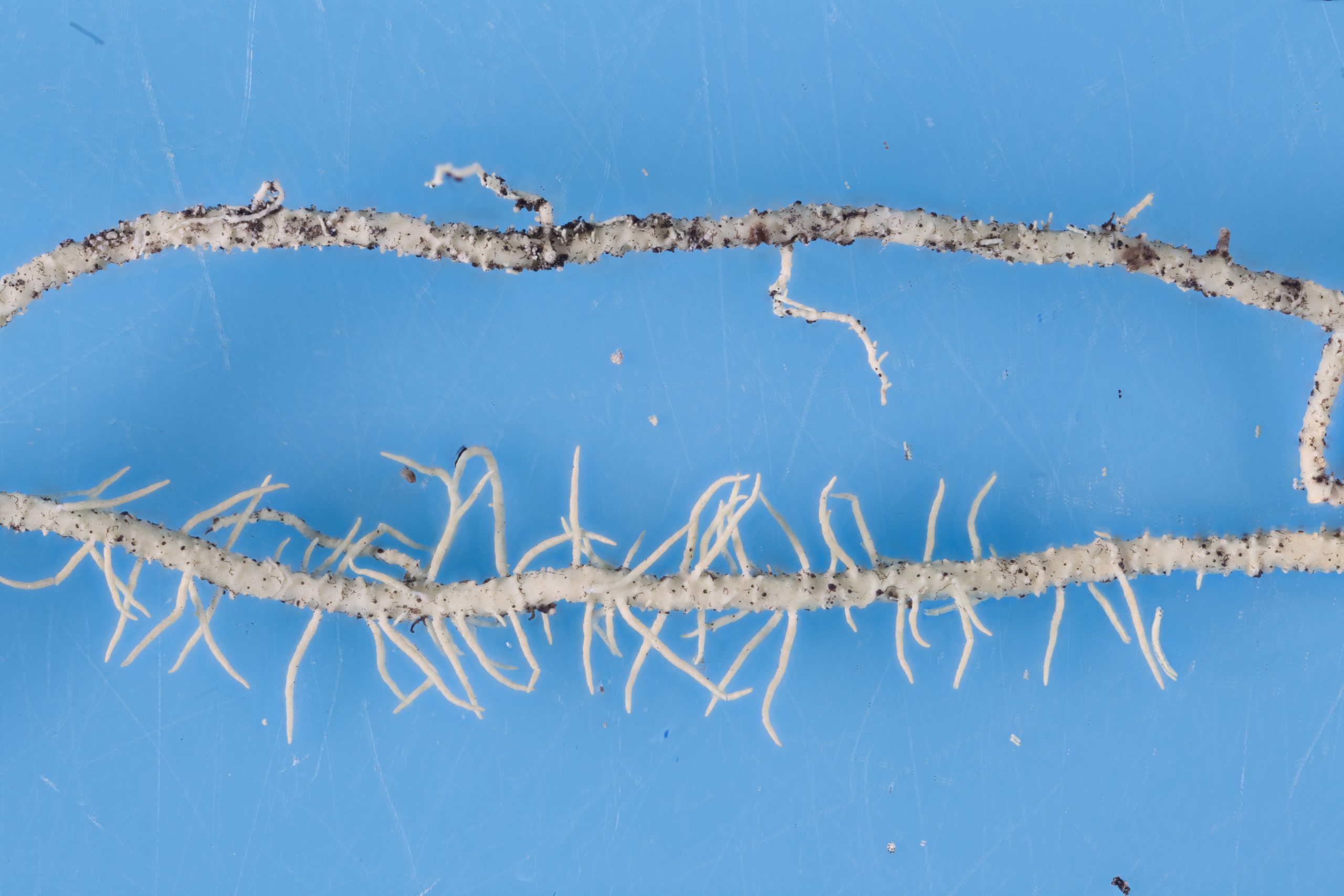 Usnea scabrata