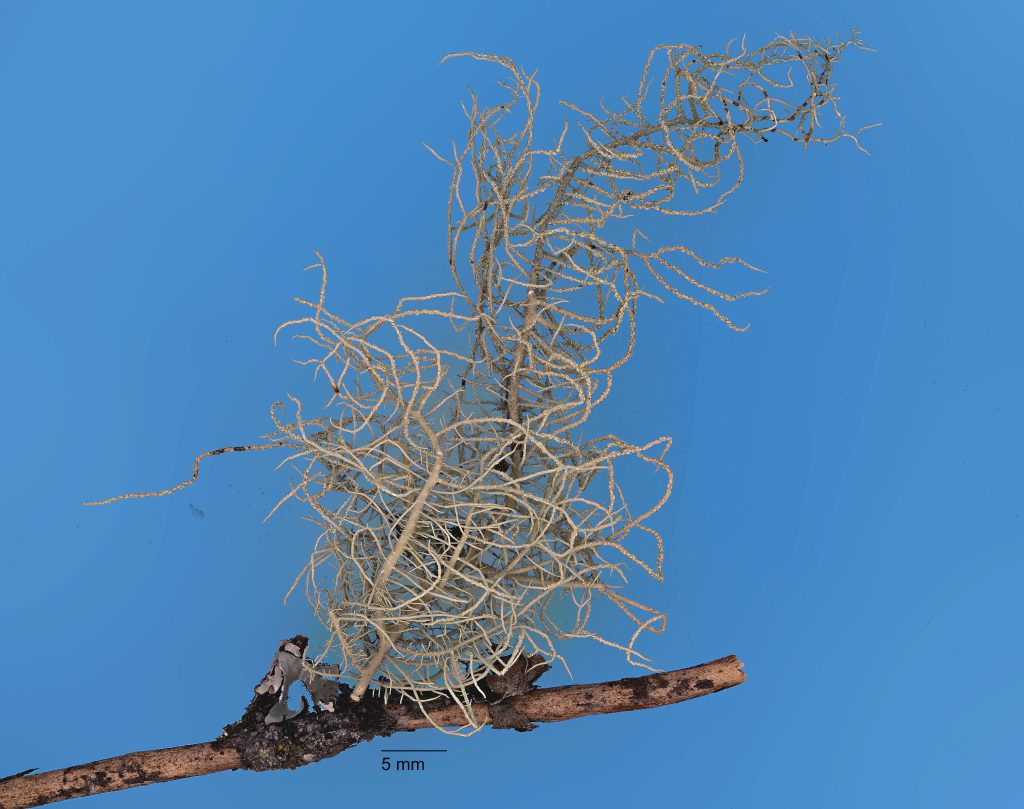 Usnea substerilis