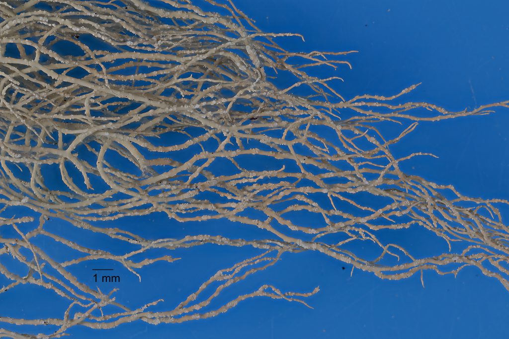 Usnea substerilis