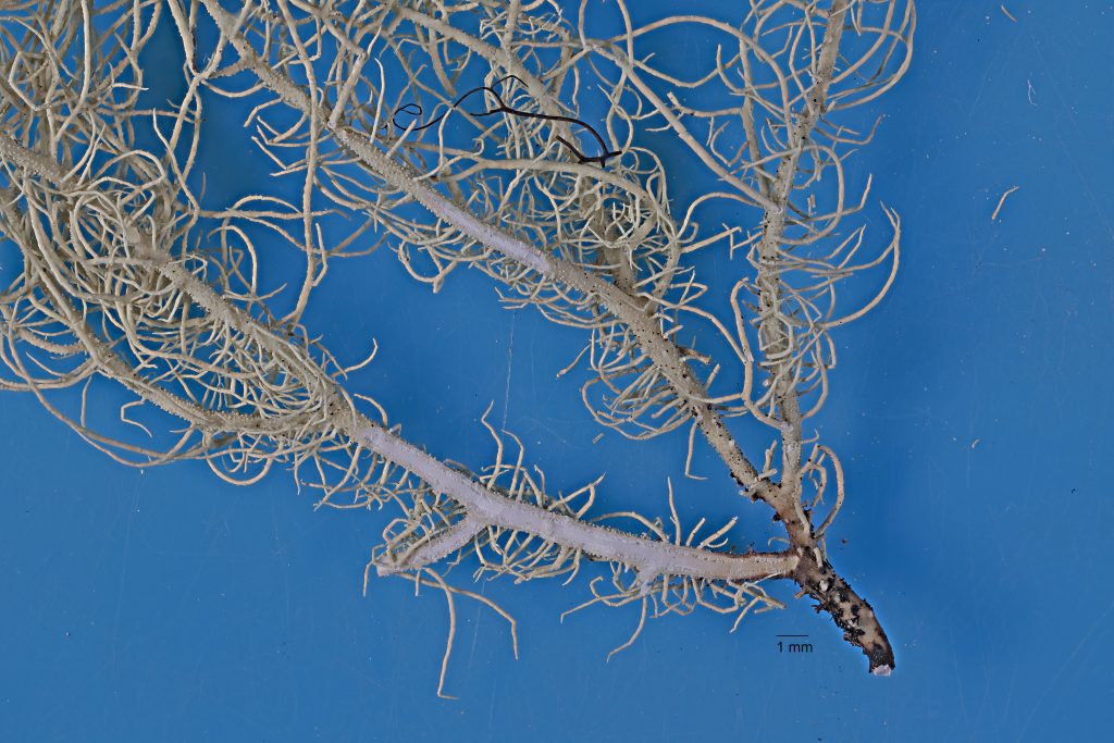 Usnea substerilis