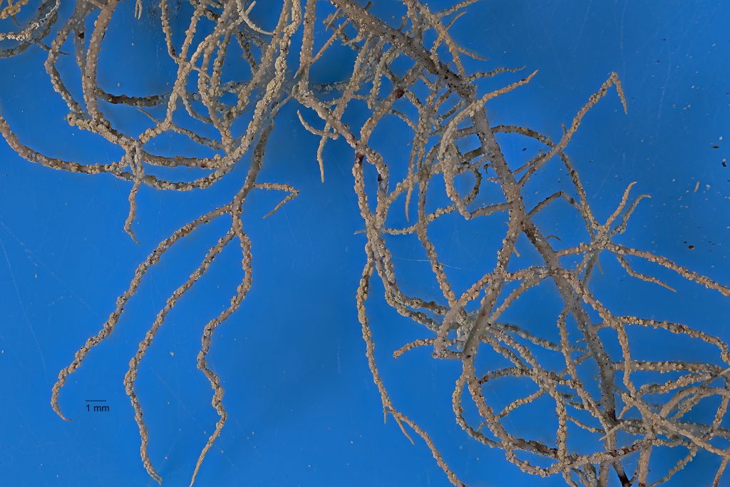 Usnea substerilis