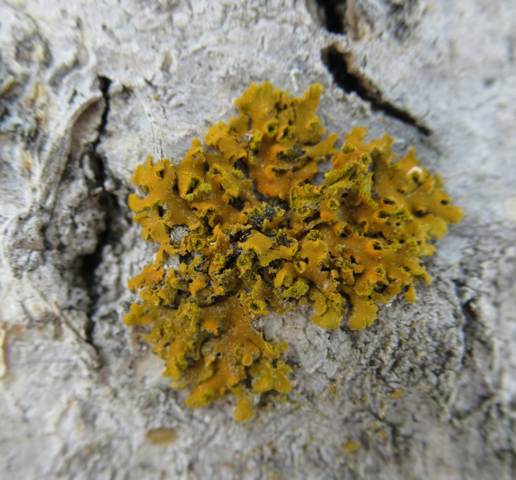 Xanthomendoza fallax