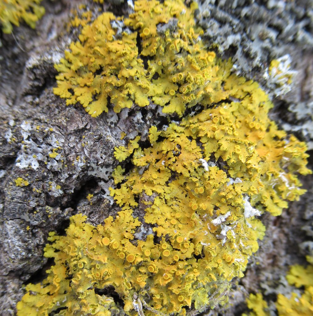 Xanthomendoza fallax