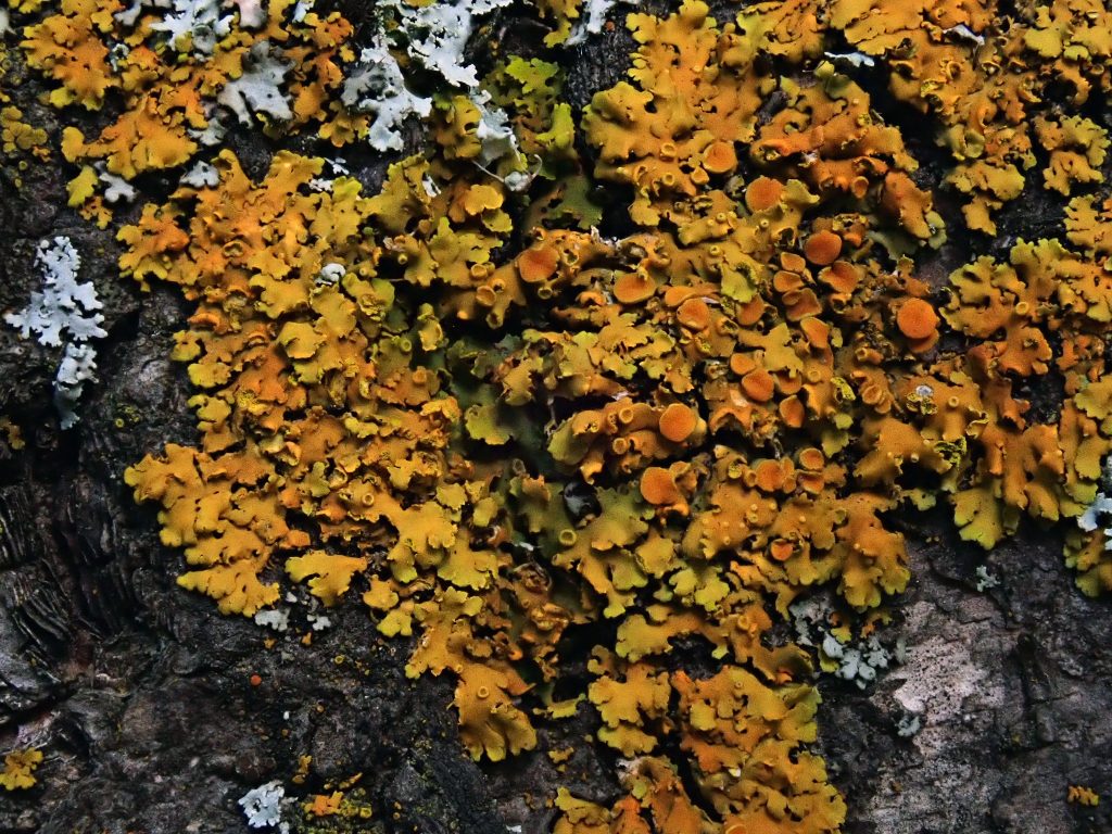 Xanthomendoza fallax