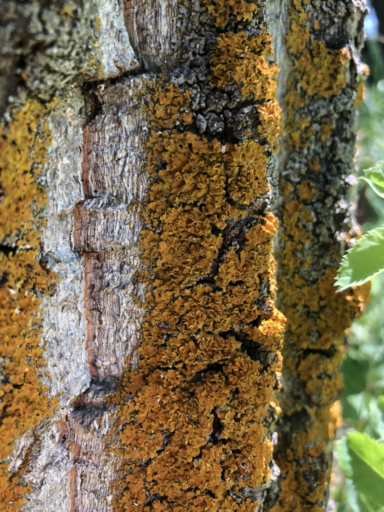 Xanthomendoza fallax