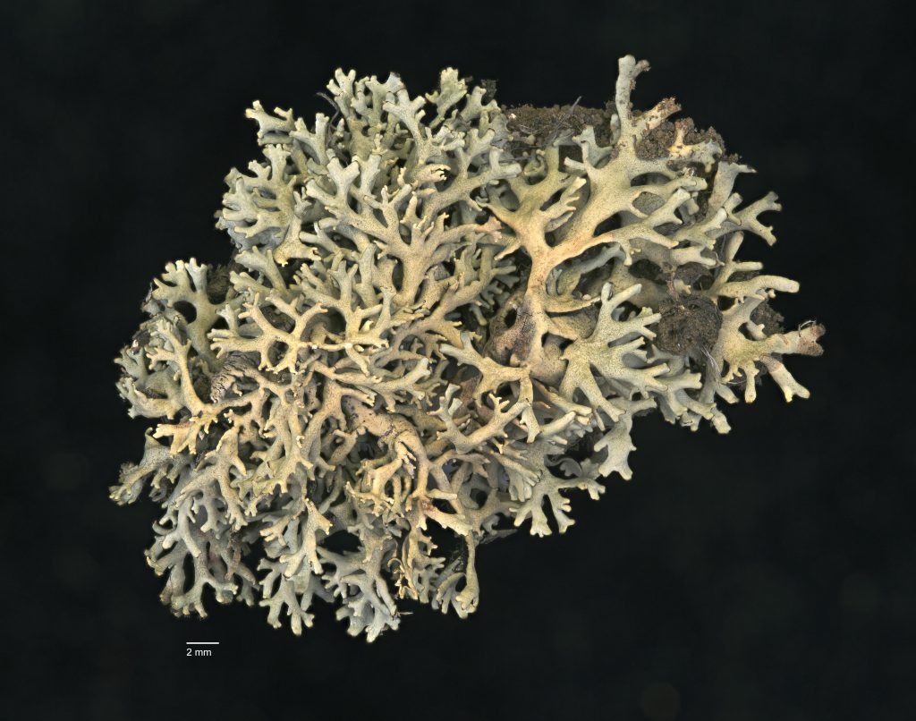 Xanthoparmelia camtschadalis