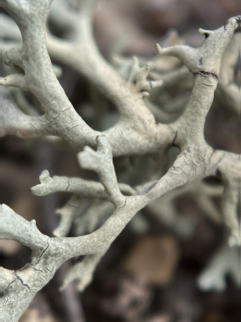 Xanthoparmelia camtschadalis