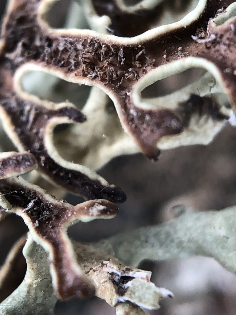 Xanthoparmelia camtschadalis