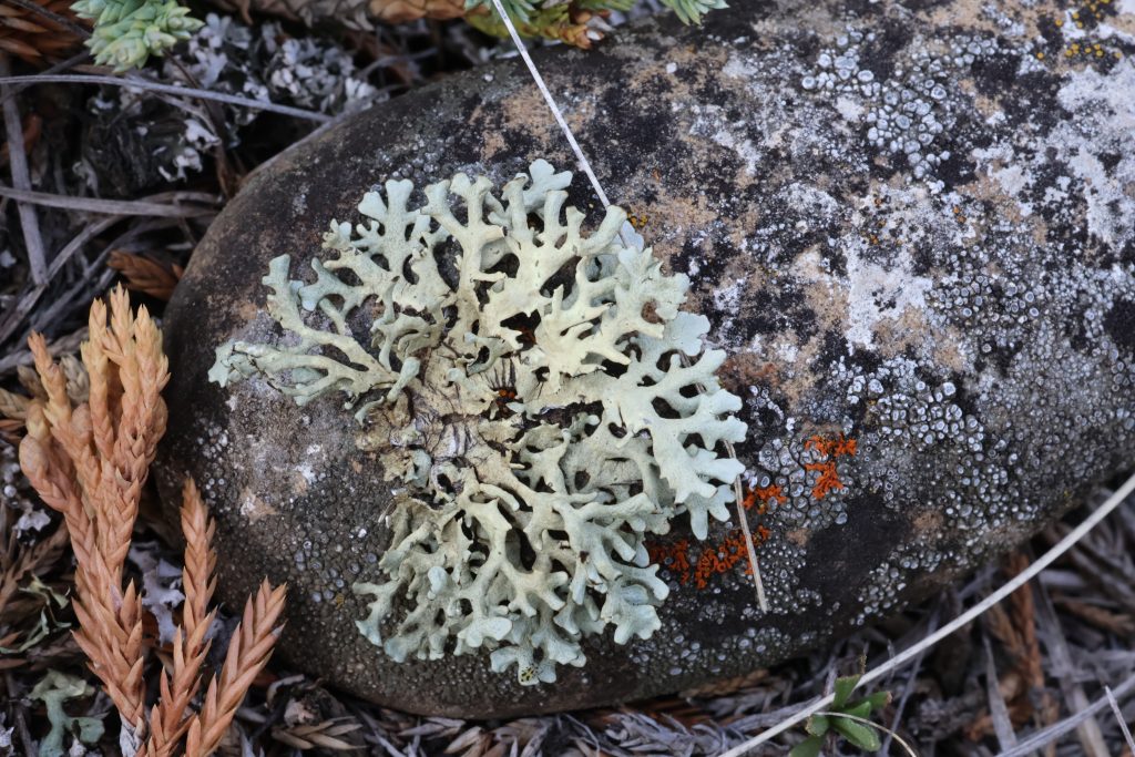 Xanthoparmelia camtschadalis
