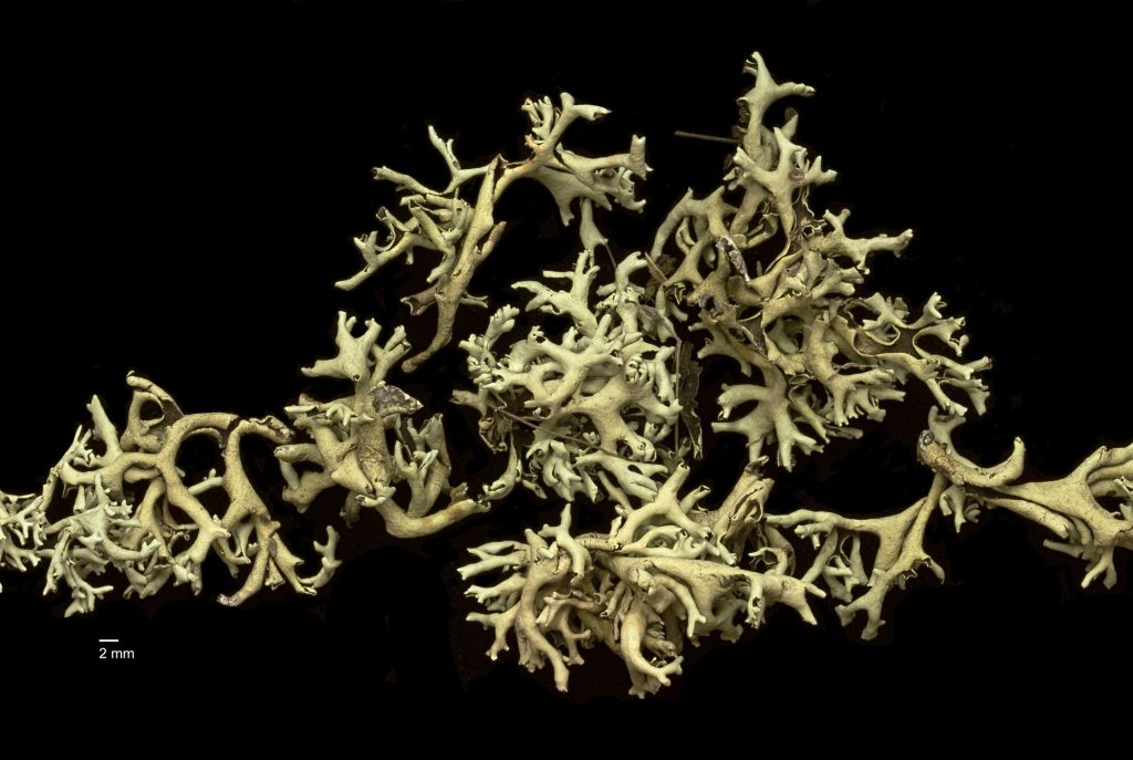 Xanthoparmelia chlorochroa