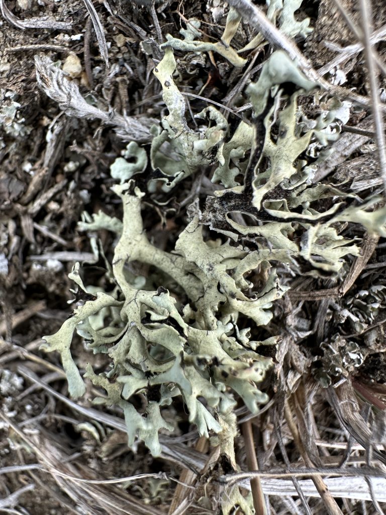 Xanthoparmelia chlorochroa