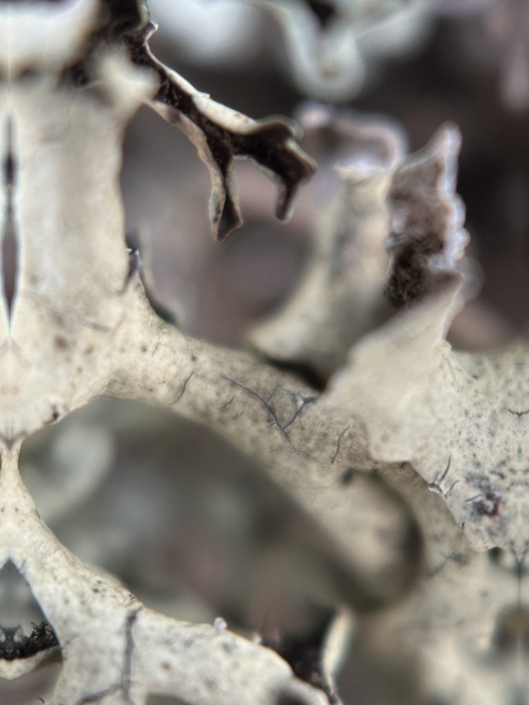 Xanthoparmelia chlorochroa