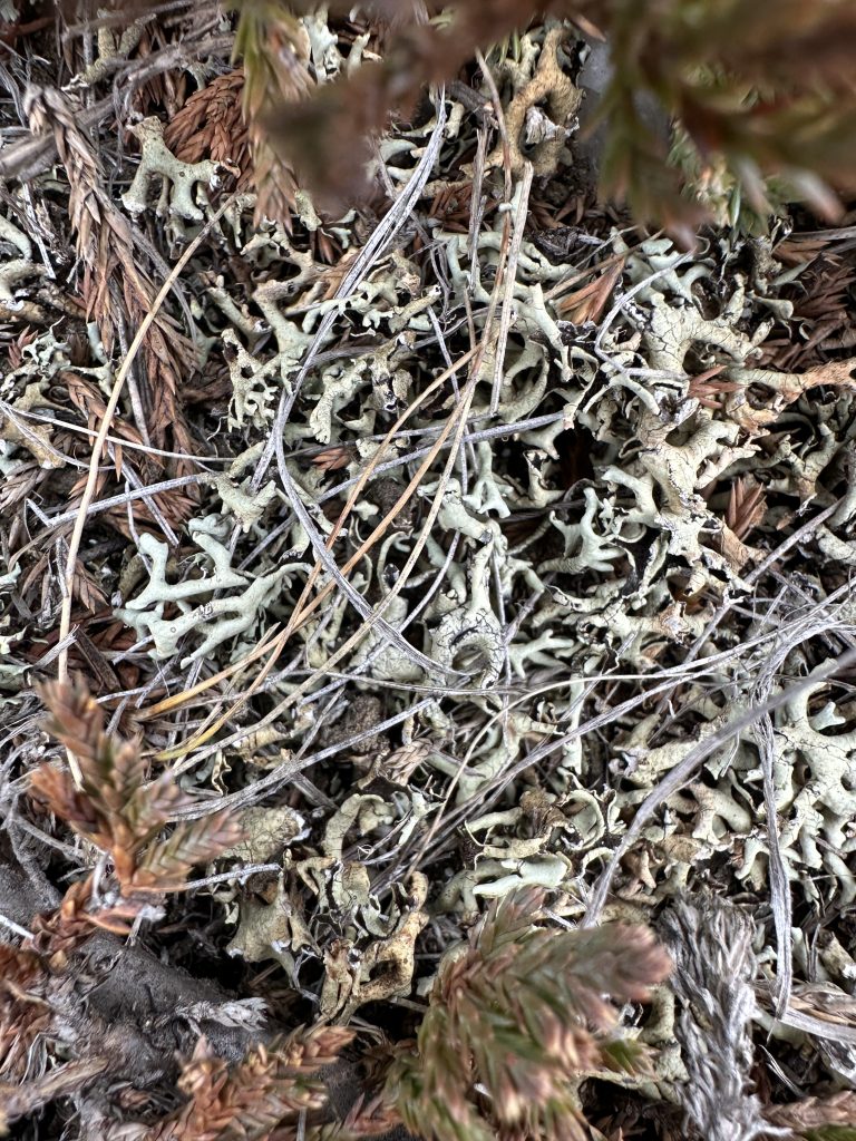 Xanthoparmelia chlorochroa