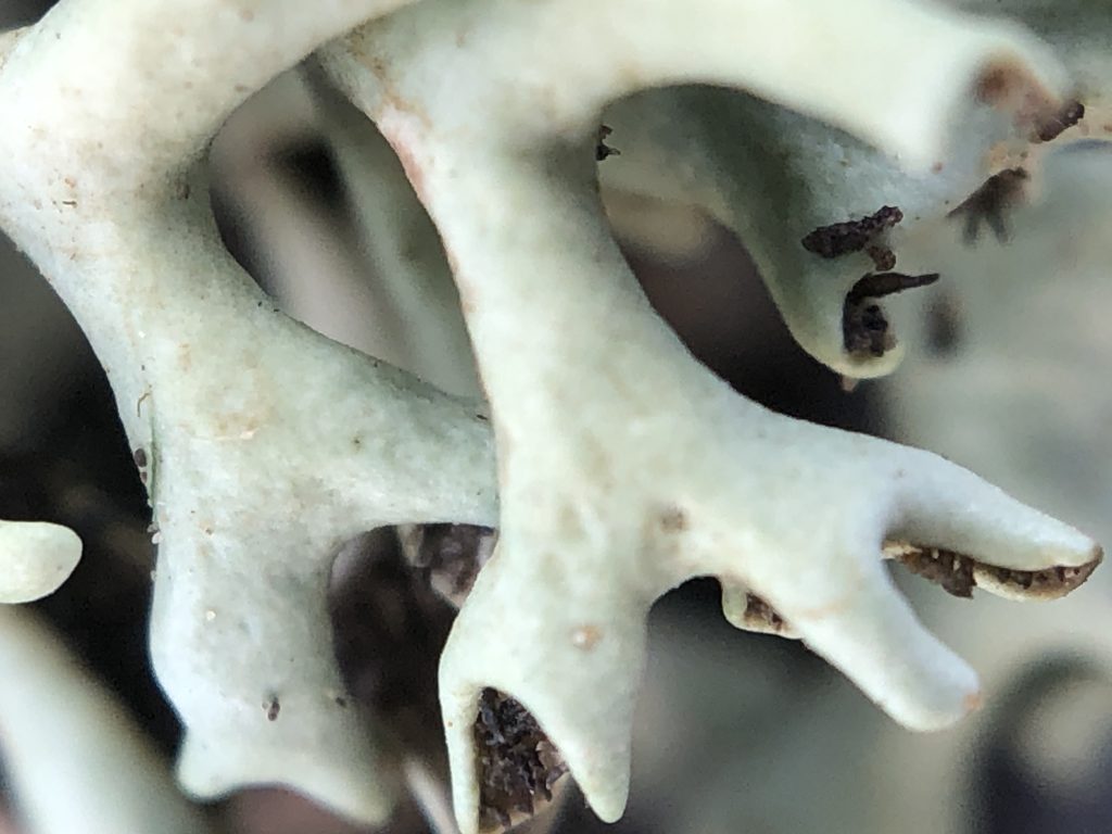 Xanthoparmelia chlorochroa