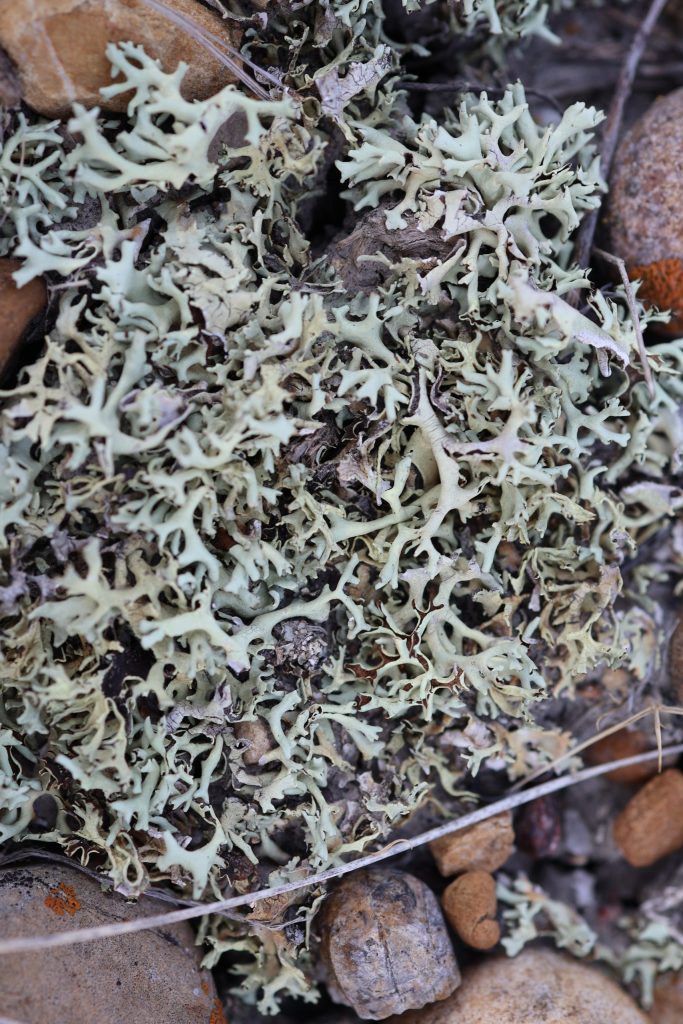 Xanthoparmelia chlorochroa