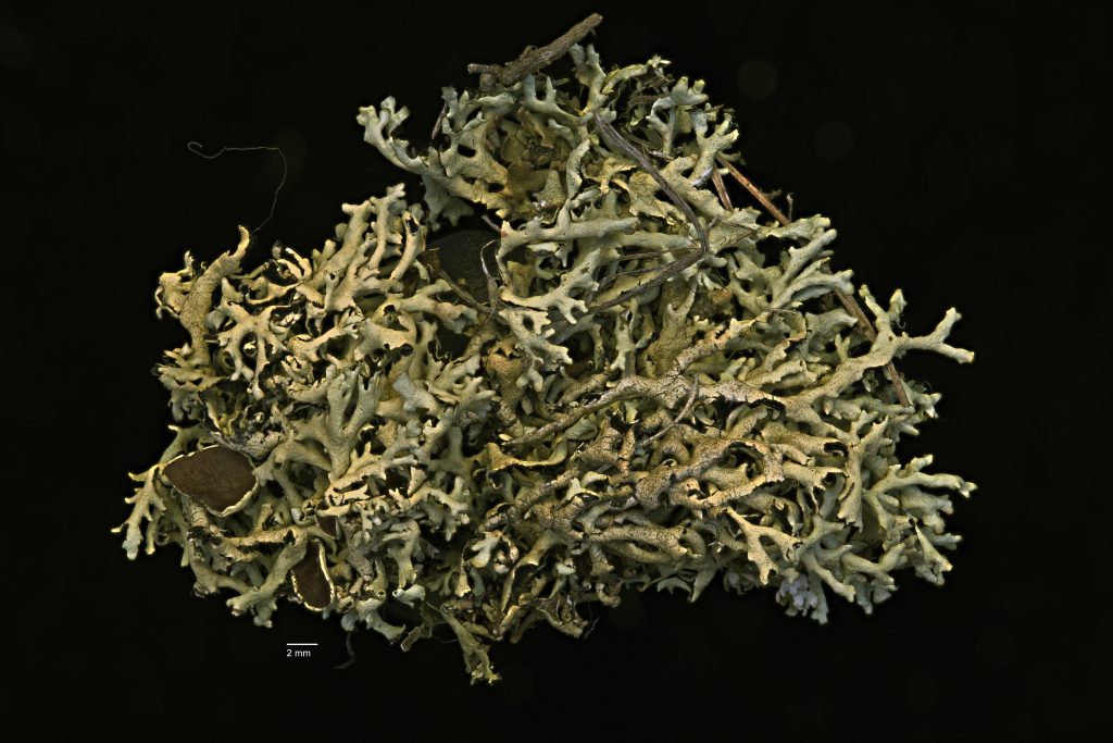 Xanthoparmelia wyomingica